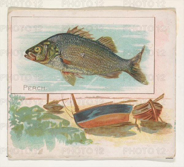 Perch, from Fish from American Waters series (N39) for Allen & Ginter Cigarettes, 1889.