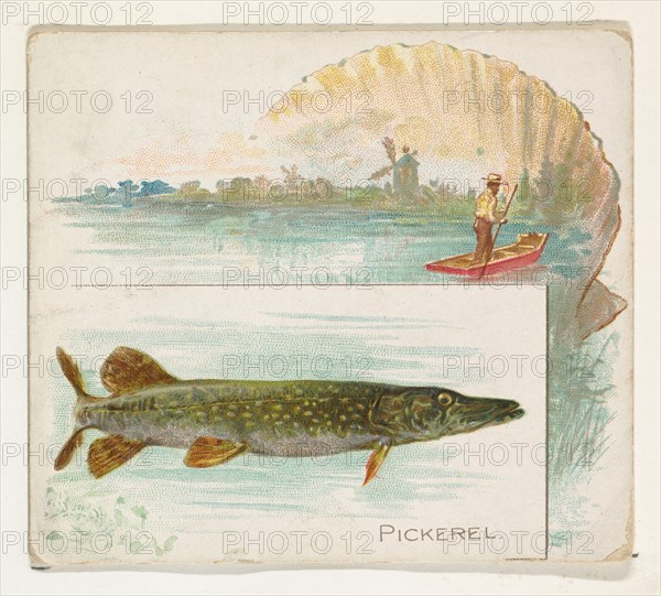 Pickerel, from Fish from American Waters series (N39) for Allen & Ginter Cigarettes, 1889.