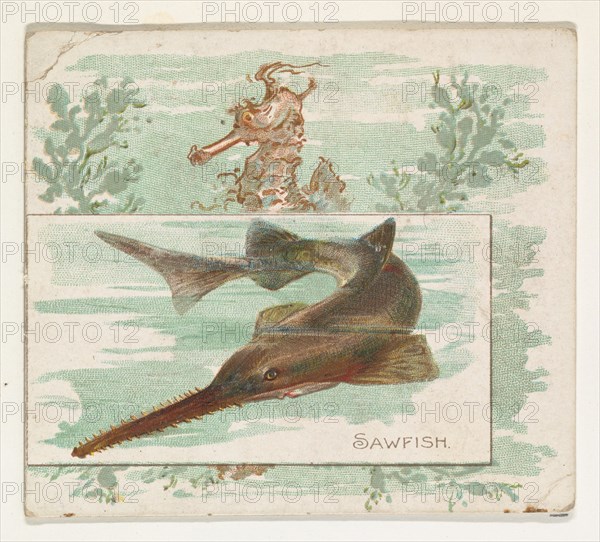 Sawfish, from Fish from American Waters series (N39) for Allen & Ginter Cigarettes, 1889.