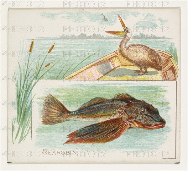 Searobin, from Fish from American Waters series (N39) for Allen & Ginter Cigarettes, 1889.