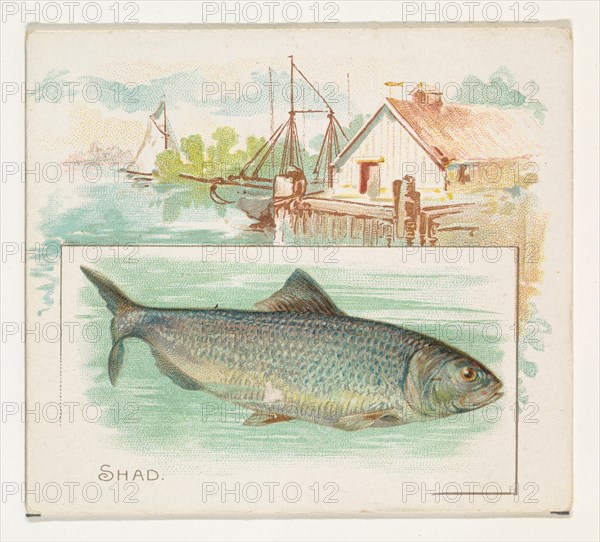 Shad, from Fish from American Waters series (N39) for Allen & Ginter Cigarettes, 1889.