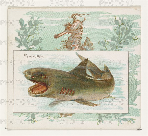 Shark, from Fish from American Waters series (N39) for Allen & Ginter Cigarettes, 1889.