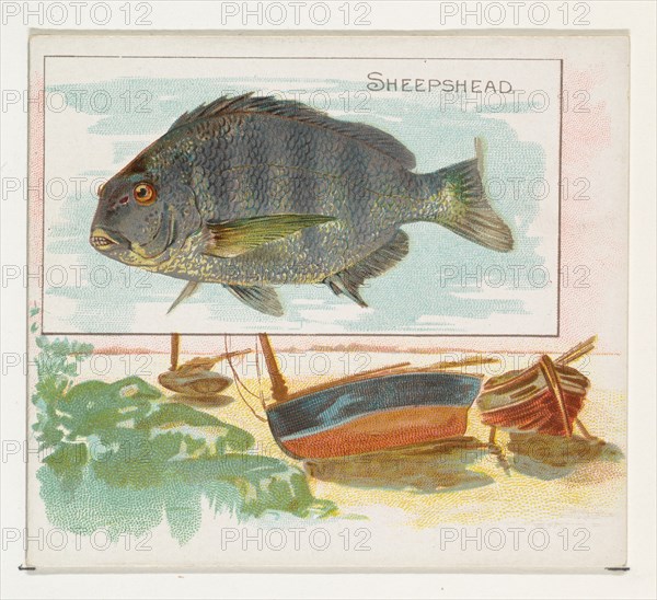 Sheepshead, from Fish from American Waters series (N39) for Allen & Ginter Cigarettes, 1889.