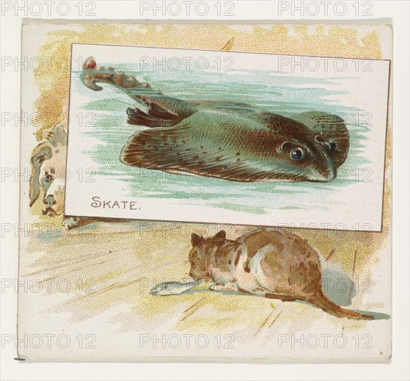 Skate, from Fish from American Waters series (N39) for Allen & Ginter Cigarettes, 1889.