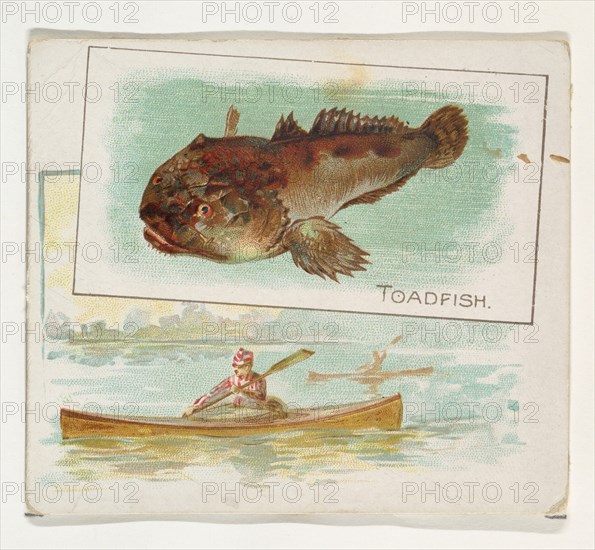 Toadfish, from Fish from American Waters series (N39) for Allen & Ginter Cigarettes, 1889.