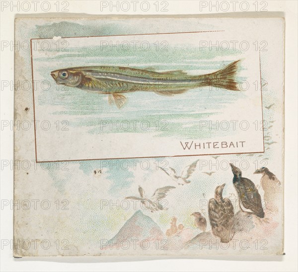 Whitebait, from Fish from American Waters series (N39) for Allen & Ginter Cigarettes, 1889.
