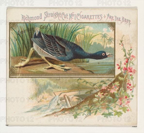 American Coot, from the Game Birds series (N40) for Allen & Ginter Cigarettes, 1888-90.