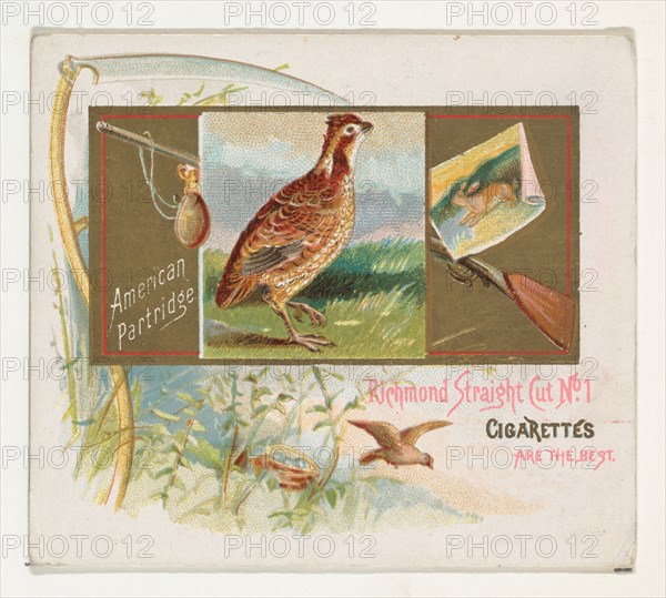 American Partridge, from the Game Birds series (N40) for Allen & Ginter Cigarettes, 1888-90.