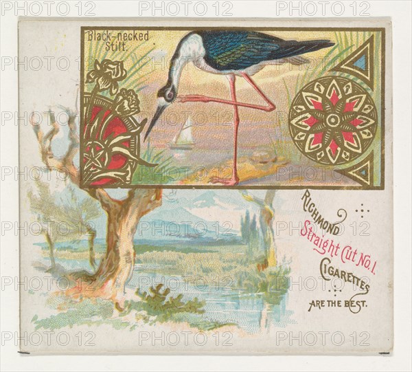 Black-necked Stilt, from the Game Birds series (N40) for Allen & Ginter Cigarettes, 1888-90.