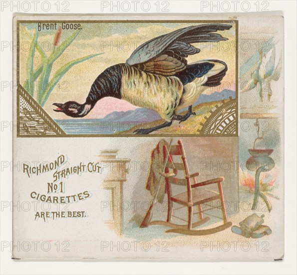 Brent Goose, from the Game Birds series (N40) for Allen & Ginter Cigarettes, 1888-90.