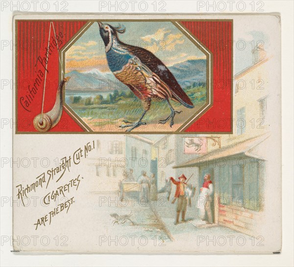 California Partridge, from the Game Birds series (N40) for Allen & Ginter Cigarettes, 1888-90.