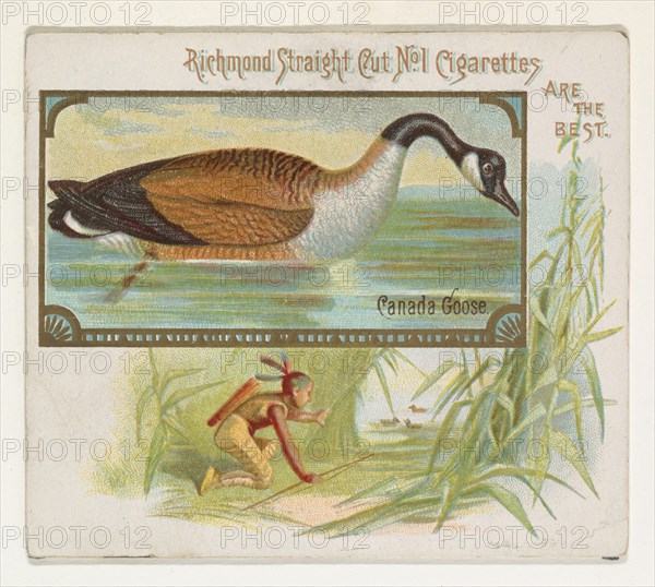 Canada Goose, from the Game Birds series (N40) for Allen & Ginter Cigarettes, 1888-90.