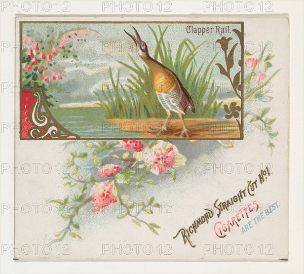 Clapper Rail, from the Game Birds series (N40) for Allen & Ginter Cigarettes, 1888-90.