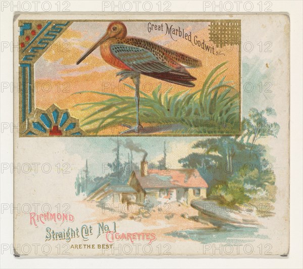 Great Marbled Godwit, from the Game Birds series (N40) for Allen & Ginter Cigarettes, 1888-90.