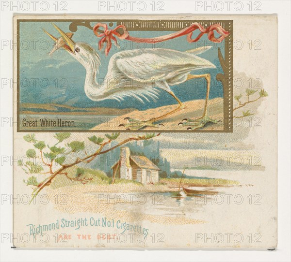 Great White Heron, from the Game Birds series (N40) for Allen & Ginter Cigarettes, 1888-90.