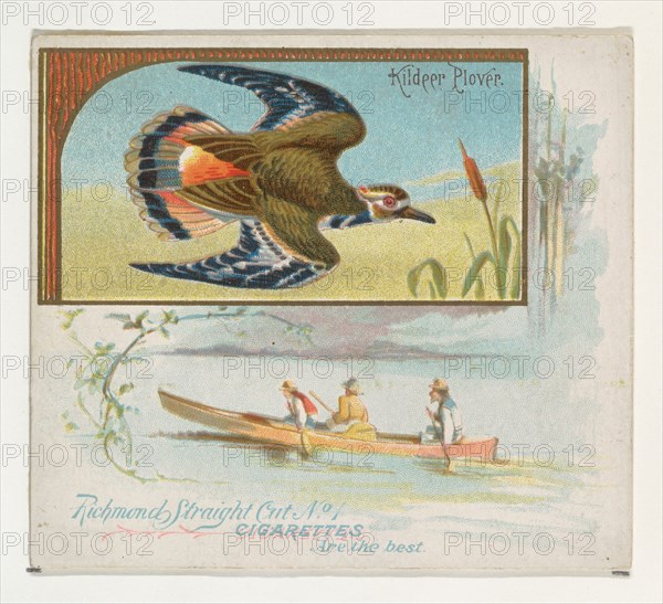 Kildeer Plover, from the Game Birds series (N40) for Allen & Ginter Cigarettes, 1888-90.