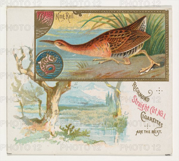 King Rail, from the Game Birds series (N40) for Allen & Ginter Cigarettes, 1888-90.