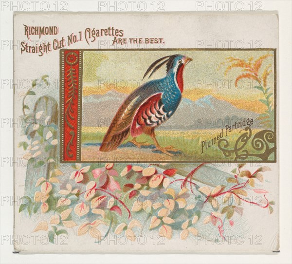 Plumed Partridge, from the Game Birds series (N40) for Allen & Ginter Cigarettes, 1888-90.