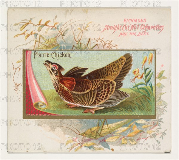 Prairie Chicken, from the Game Birds series (N40) for Allen & Ginter Cigarettes, 1888-90.