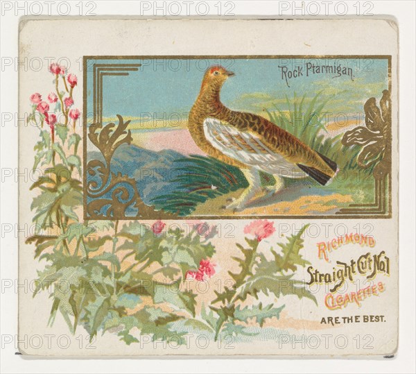Rock Ptarmigan, from the Game Birds series (N40) for Allen & Ginter Cigarettes, 1888-90.