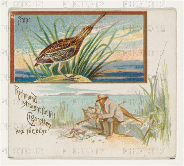 Snipe, from the Game Birds series (N40) for Allen & Ginter Cigarettes, 1888-90.