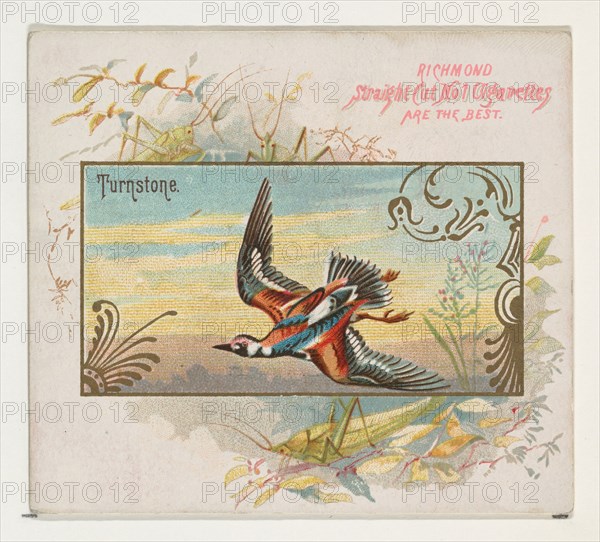Turnstone, from the Game Birds series (N40) for Allen & Ginter Cigarettes, 1888-90.