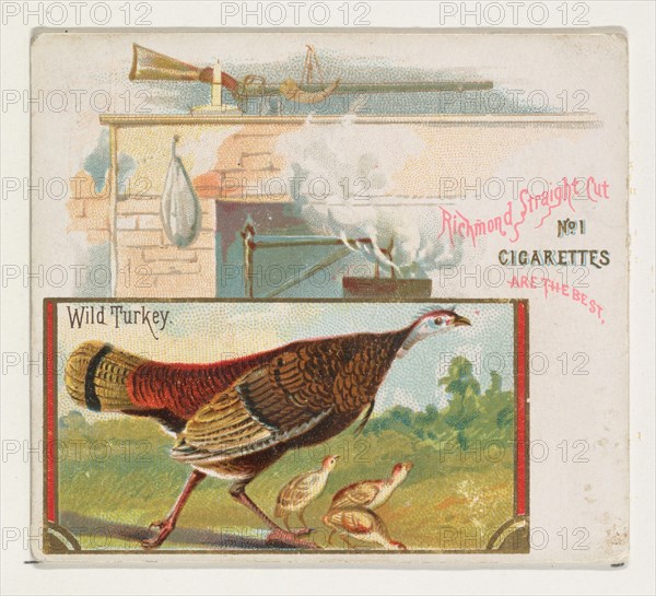 Wild Turkey, from the Game Birds series (N40) for Allen & Ginter Cigarettes, 1888-90.