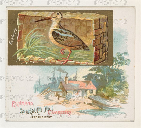 Woodcock, from the Game Birds series (N40) for Allen & Ginter Cigarettes, 1888-90.
