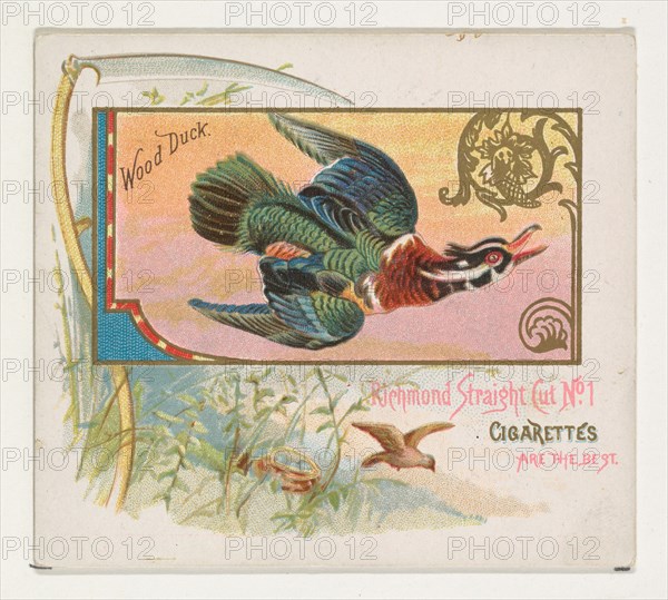 Wood Duck, from the Game Birds series (N40) for Allen & Ginter Cigarettes, 1888-90.