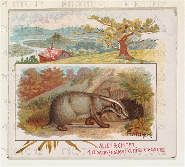 Badger, from Quadrupeds series (N41) for Allen & Ginter Cigarettes, 1890.