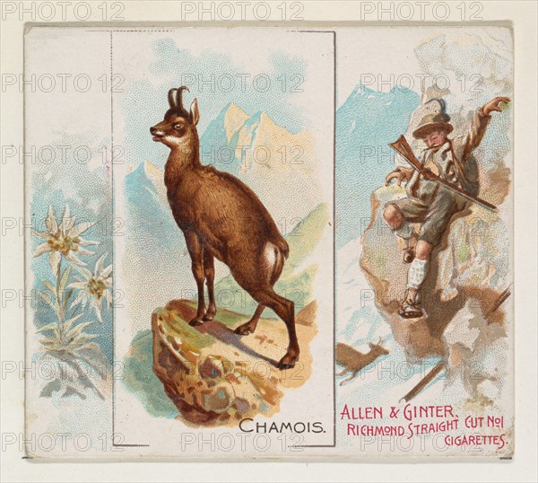 Chamois, from Quadrupeds series (N41) for Allen & Ginter Cigarettes, 1890.