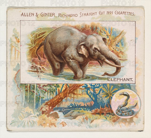 Elephant, from Quadrupeds series (N41) for Allen & Ginter Cigarettes, 1890.