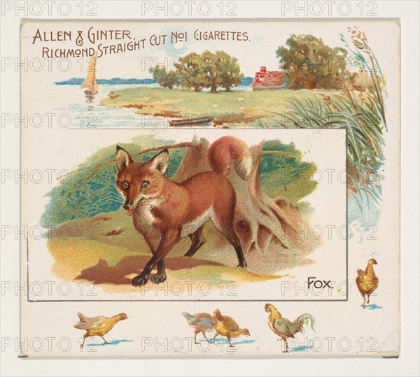 Fox, from Quadrupeds series (N41) for Allen & Ginter Cigarettes, 1890.