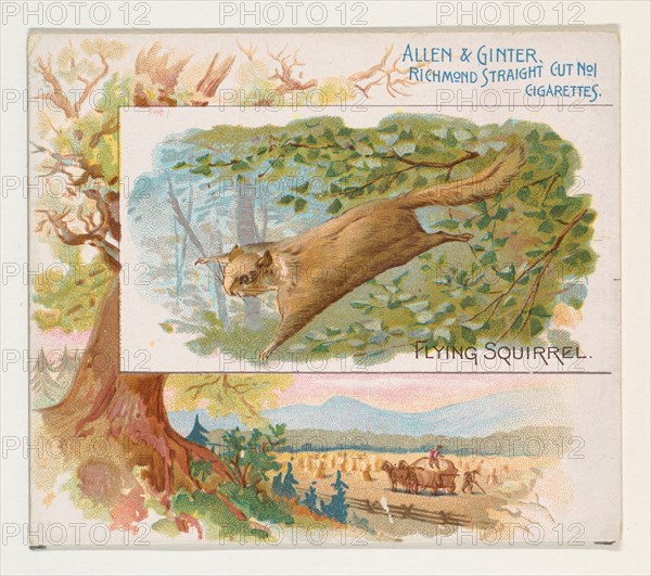 Flying Squirrel, from Quadrupeds series (N41) for Allen & Ginter Cigarettes, 1890.