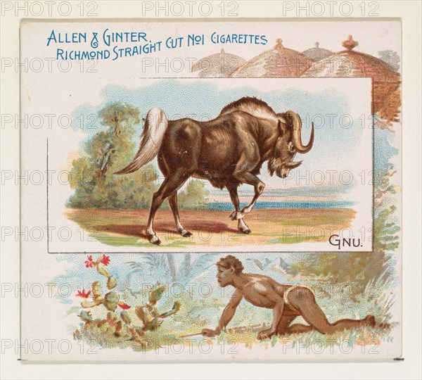Gnu, from Quadrupeds series (N41) for Allen & Ginter Cigarettes, 1890.