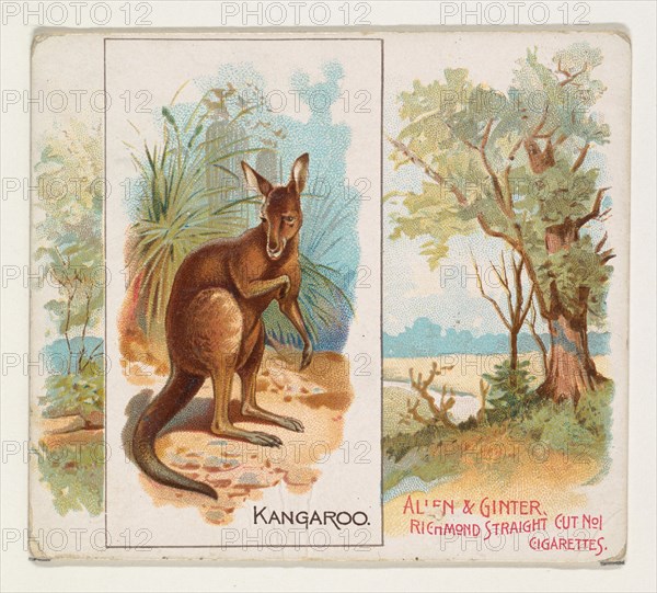 Kangaroo, from Quadrupeds series (N41) for Allen & Ginter Cigarettes, 1890.