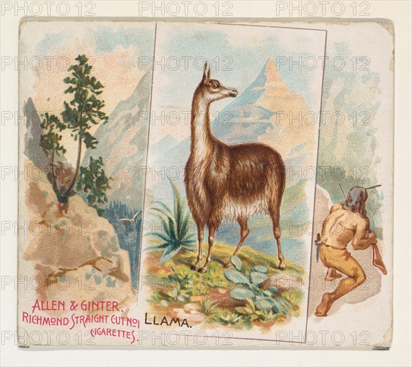 Llama, from Quadrupeds series (N41) for Allen & Ginter Cigarettes, 1890.