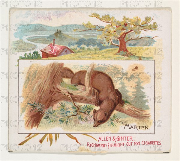 Marten, from Quadrupeds series (N41) for Allen & Ginter Cigarettes, 1890.