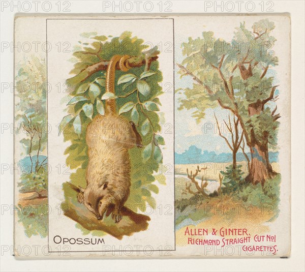 Opossum, from Quadrupeds series (N41) for Allen & Ginter Cigarettes, 1890.