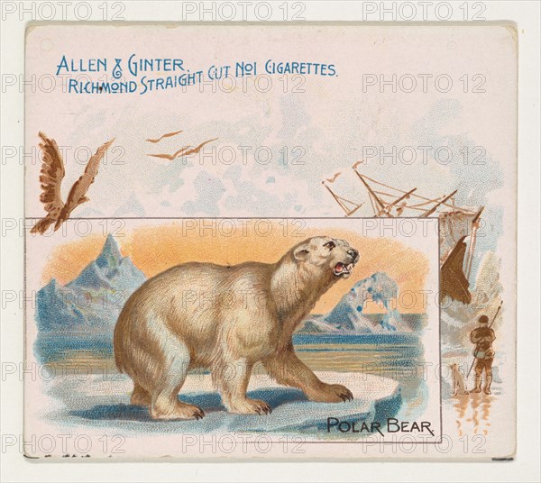 Polar Bear, from Quadrupeds series (N41) for Allen & Ginter Cigarettes, 1890.