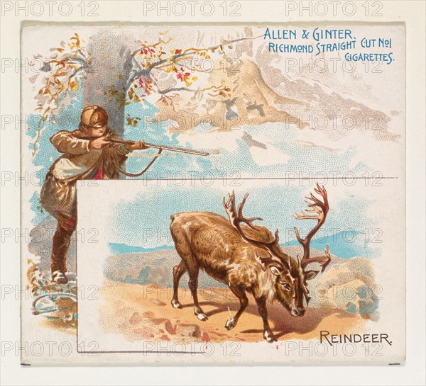 Reindeer, from Quadrupeds series (N41) for Allen & Ginter Cigarettes, 1890.
