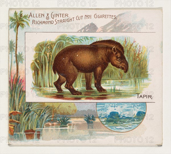 Tapir, from Quadrupeds series (N41) for Allen & Ginter Cigarettes, 1890.