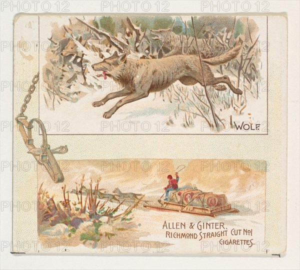 Wolf, from Quadrupeds series (N41) for Allen & Ginter Cigarettes, 1890.