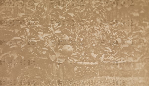 [Apple Tree Branch], ca. 1856.