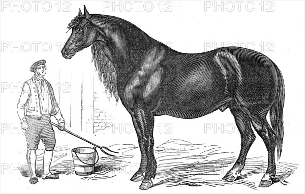 The giant horse exhibited at Southampton