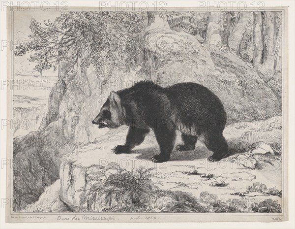 Mississippi Bear