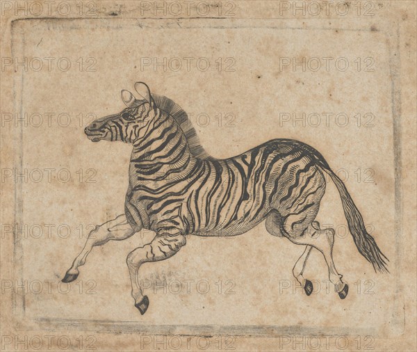 Banknote vignette showing a zebra