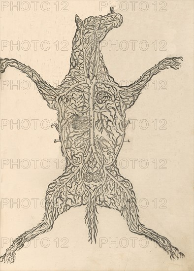 Anatomia del Cavallo. Infirmita del Cavallo