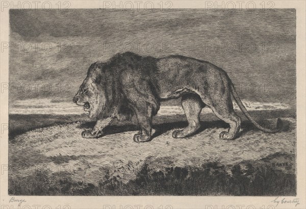 Lion walking