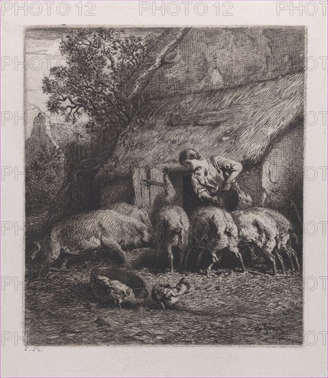Woman Feeding Pigs